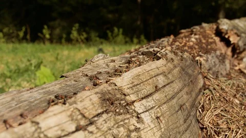 Thousands of ants running around an old rough wooden log 库存影片 89536810