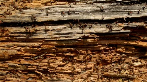 Thousands of ants running around a rough wooden log pan shot 스톡 동영상 89536613
