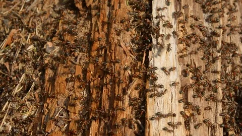 Thousands of ants running around a rough wooden log pan shot 스톡 동영상 89536668