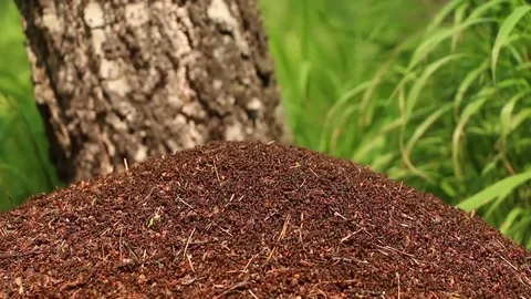 Thousands of ants scurry on top of anthill in forest Stock-Footage 71033160