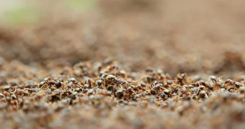 Thousands of ants shallow depth of field Stock Footage 52680025