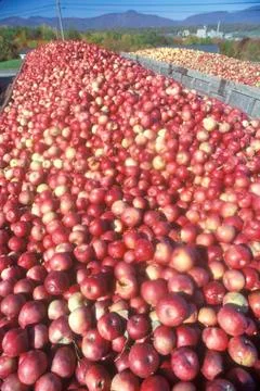 Thousands of apples being driven to process after the harvest in NY Stock Photos