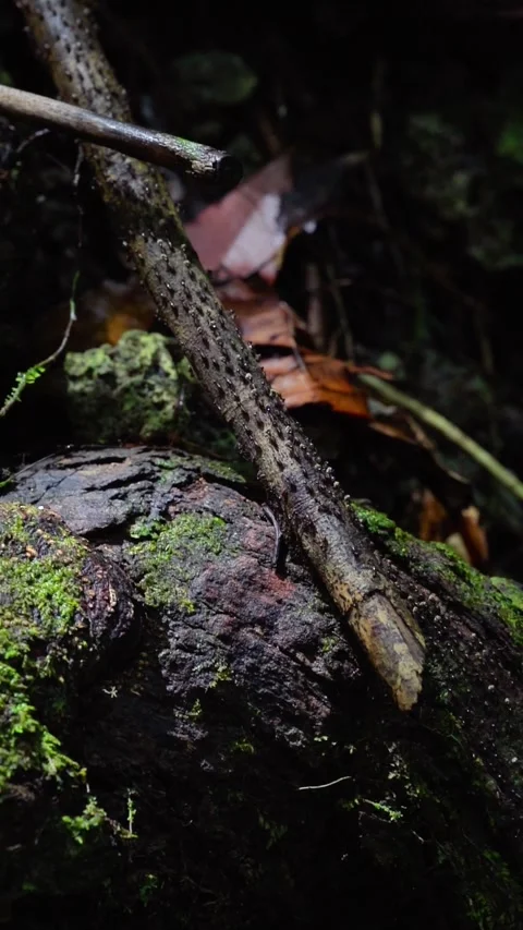 Thousands Army Ants, Raja Ampat Waigeo Island. Stock Footage 280866686