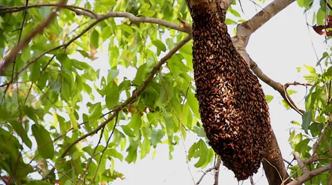 Thousands of Asiatic Honey Bees (Eastern Honey Bee) hang from a tree in India. Stock Footage 37516312