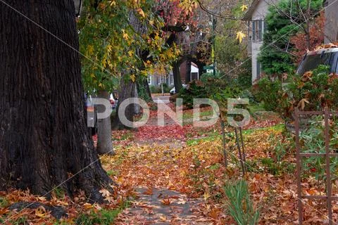 Thousands of autumn leaves fallen from sweet gum trees littering the street a Stock Photos