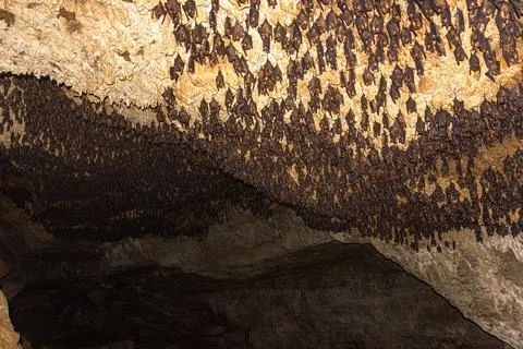 Thousands of Bats Clinging to a Cave Ceiling in Nepal Stock Photos