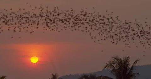 Thousands of bats fly through the sky in front of a glowing orange and red Stock Footage 126379828