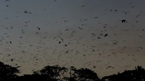 Thousands of bats flying Stock Footage 31029797