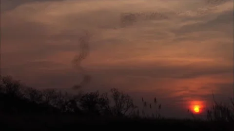 Thousands of Bats Flying at Sunset Dusk Sky, Colony Emergence Stock-Footage 343923474