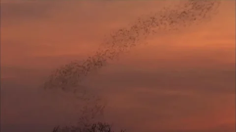 Thousands of Bats Flying at Sunset Dusk Sky, Colony Emergence Stock-Footage 343923475