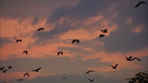 Thousands of Bats Flying at Sunset Dusk Sky, Colony Emergence Stock-Footage 343923480
