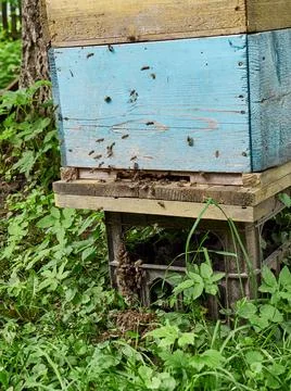 Thousands of bees fly out of the hive onto the grass and begin to form a swarm o Stock Photos