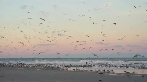 Thousands of Birds on the Beach Stock Footage 18163934