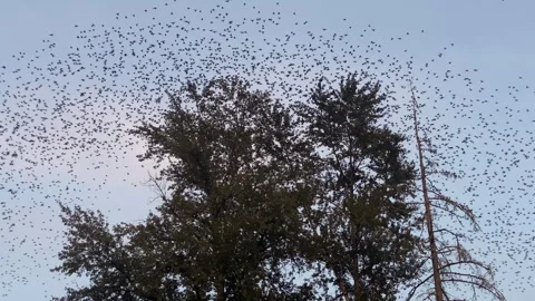 Thousands of Birds Fill The Sky From Nesting Tree Video stock 248255552