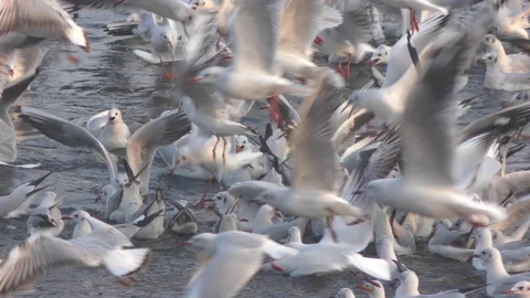 Thousands of the birds fly over the river. Stock Footage 126768106