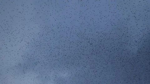 Thousands of birds fly in the sky at dusk, in Toulouse, France Stock Footage 208894007