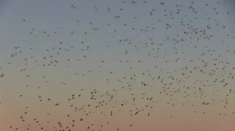 Thousands of birds flying Stock Footage 12133519