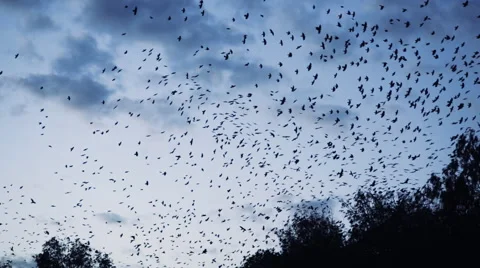 Thousands of birds flying over the forest Stock Footage 68104969