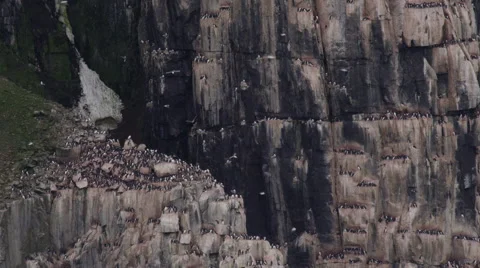 Thousands of Birds Nesting on Arctic Bird Cliff Stock Footage 52918166