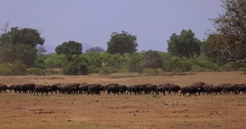Thousands of buffaloes walk in the savannah Stock Footage 237468302