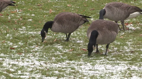 Thousands of Canada Geese on university campus grass in Waterloo Stock Footage 44747080