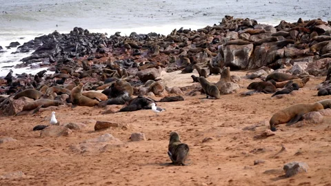 Thousands of Cape Fur Seals Resting and Swimming on Atlantic Coast of Namibia. Stock Footage 313604356