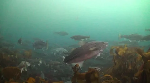 Thousands of Cods on Spawning Grounds 스톡 동영상 42978563