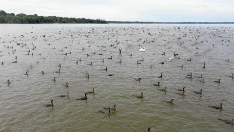 Thousands of Cormorants Stock Footage 115427641
