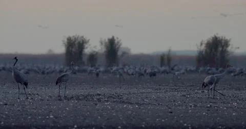 Thousands Of Crane Bird At Filed Stock Footage 217422295