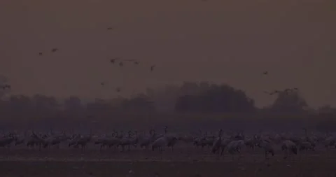 Thousands Of Crane Bird At Filed Stock Footage 217422852