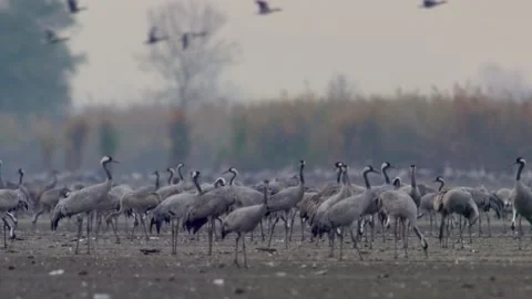 Thousands Of Crane Bird At Filed, Slow Motion Image Stock Footage 217422146