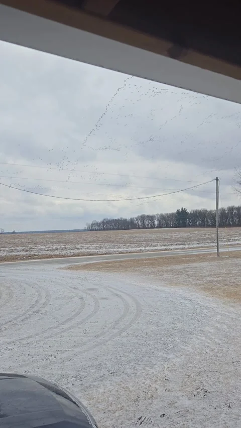 Thousands Of Crane In Great Migration, Kouts, Indiana, USA - 15 Feb 2025 Stock Footage 303654468