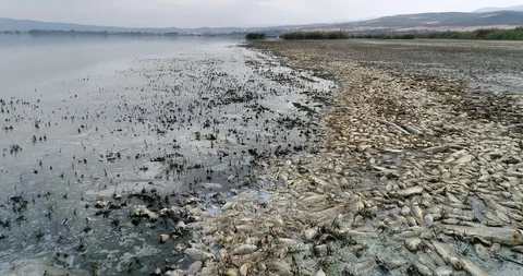 Thousands of dead fish around Lake Koroneia in northern Greece Stock Footage 116663149