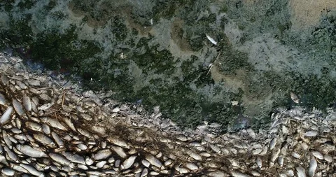 Thousands of dead fish around Lake Koroneia in northern Greece Stock Footage 116714260