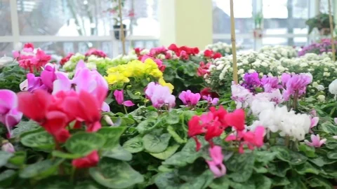 Thousands of different-colored cyclamen in a flower factory. Smooth flight. Stock Footage 82726992