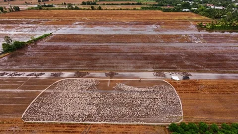 Thousands of ducks are moving on the field Stock-Footage 339871696