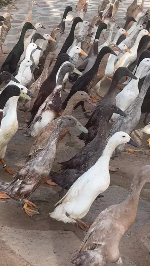 Thousands of Ducks Parade Through Cape Town, Cape Town, South Africa - 23 Mar 20 Stock-Footage 342188113