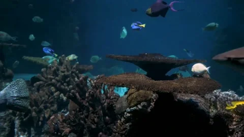 Thousands of fish Stock Footage 244470066