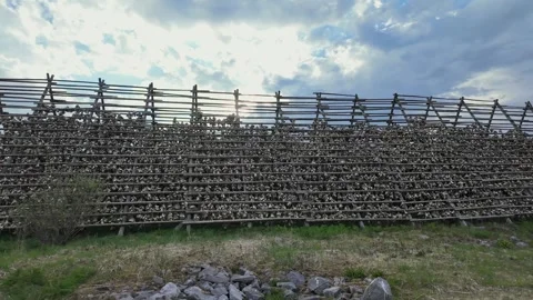 Thousands of fish heads, primarily cod, drying on traditional wooden racks in 库存影片 345024517
