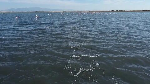 Thousands of flamingos. Stock Footage 293200541