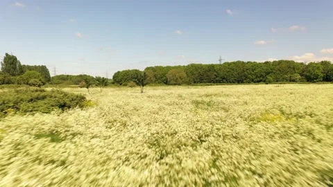 Thousands of flowers side by side, sunny day in nature Video stock 155825864