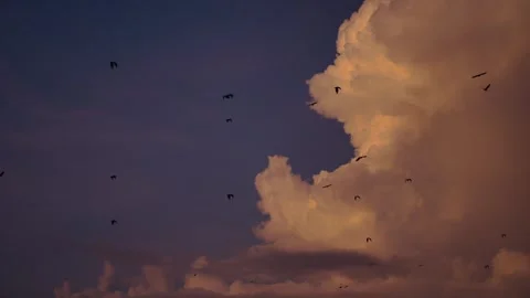 Thousands of Flying Bats at Kalong Island During Sunset, Labuan Bajo, Indonesia Stock-Footage 337212136