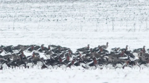 Thousands flying geese over a winter snow field. Video stock 34748198
