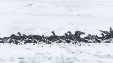Thousands flying geese over a winter snow field. 스톡 동영상 34749165