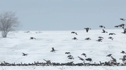Thousands flying geese over a winter snow field. Stock Footage 34749851