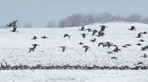 Thousands flying geese over a winter snow field. 스톡 동영상 34750137