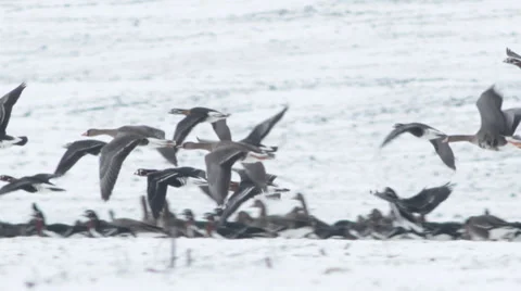 Thousands flying geese over a winter snow field. Stock Footage 34751483