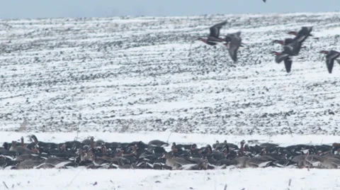 Thousands flying geese over a winter snow field. Stock-Footage 34752850