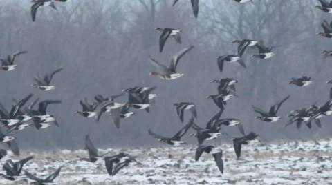 Thousands flying geese over a winter snow field. 库存影片 34752980