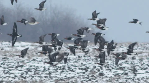 Thousands flying geese over a winter snow field. Video stock 34753232